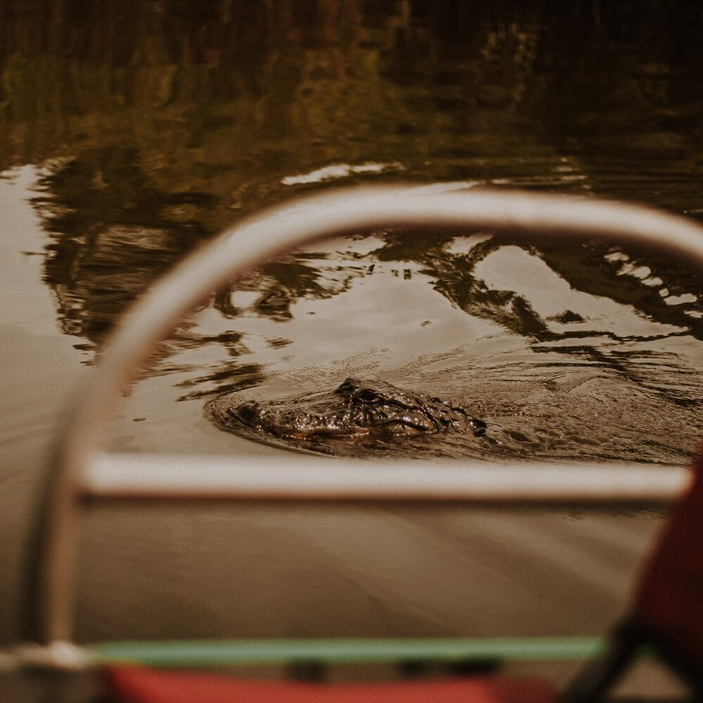 Bayou Beauty: Gulf Coast Gator Ranch Photography Series